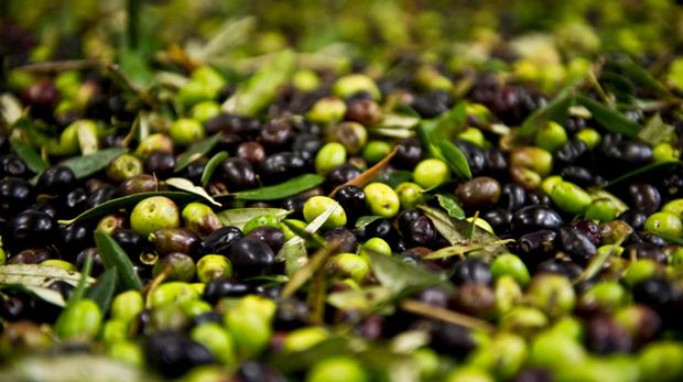 2019 Zeytin Hasatının Bereketli Olması Dileğiyle